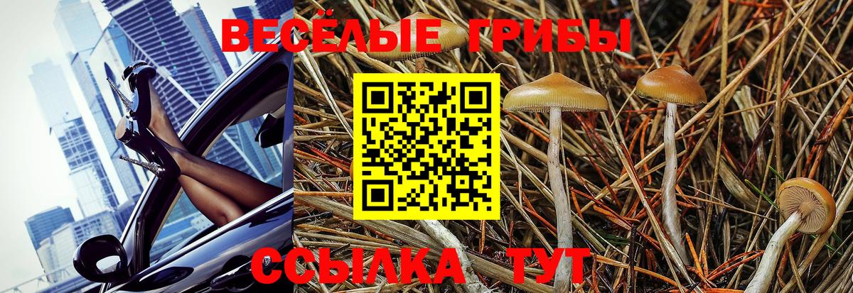 купить наркоту  Вход с VPN  Галлюциногенные грибы MAGIC MUSHROOMS  Ивантеевка  Псилоцибиновые грибы Psilocybe 